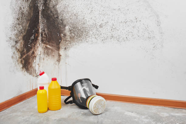 Best Home Mold Removal  in Lutherville, MD