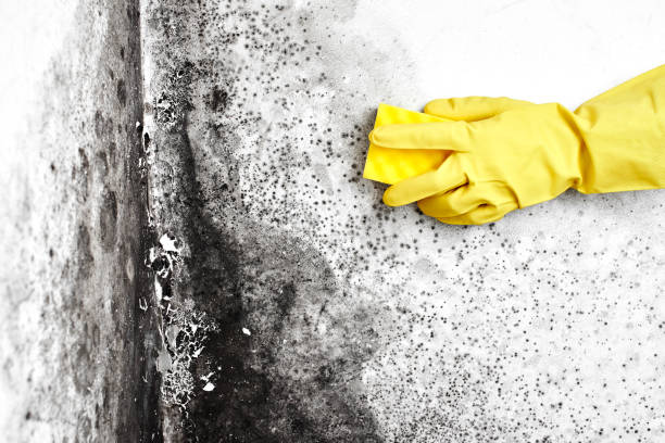 Attic Mold Removal in Lutherville, MD