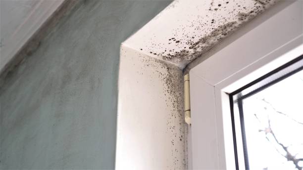 Best Black Mold Removal  in Lutherville, MD