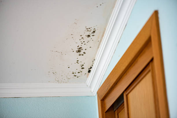 Best Mold Damage Repair  in Lutherville, MD