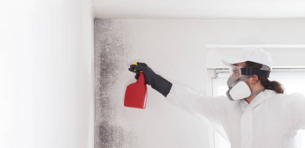 Trusted Lutherville, MD Mold Removal Experts