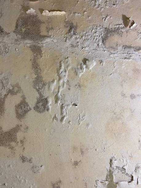 Best Same-Day Mold Removal  in Lutherville, MD