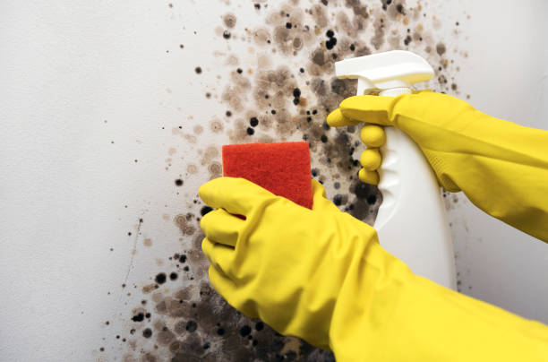 Best Office Mold Removal Services  in Lutherville, MD