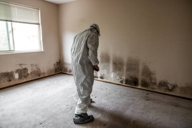 Best Commercial Mold Removal  in Lutherville, MD